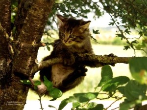 KittenuppaTree